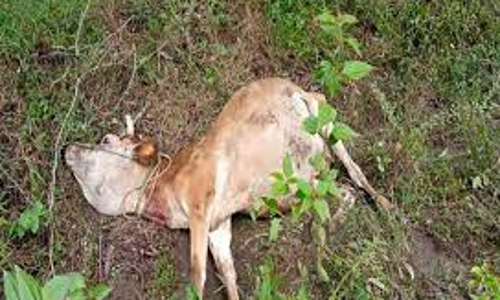 ஊட்டியில்  3 மாடுகளை தாக்கிய வனவிலங்குகள்