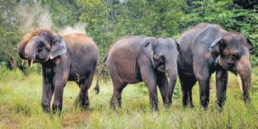 காட்டுக்குள் சென்று மகா சிவராத்திரி கொண்டாடிய 3 பேரை காட்டு யானைகள்தாக்கின.