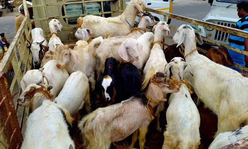 புரட்டாசி மாதத்தால் ஆடுகள் விற்பனை மந்தம்