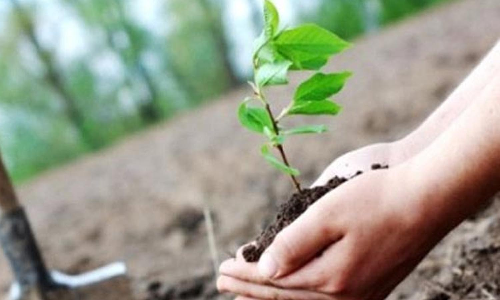 உடுமலை  ஊராட்சியில் மரக்கன்றுகள் நடவு செய்வதற்காக ஆயத்த பணிகள் வேகம்