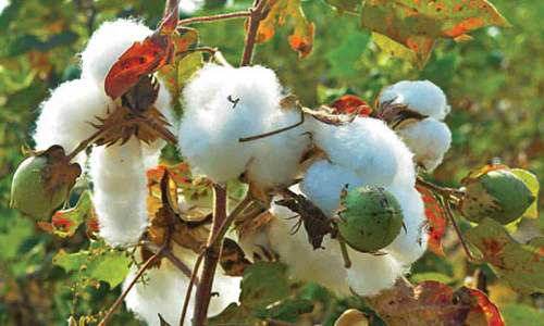 பருத்தி சாகுபடியை ஊக்குவிக்க நடவடிக்கை எடுக்கப்படுமா?