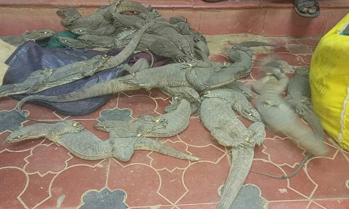 அறந்தாங்கியில் இருந்து திருச்சிக்கு உடும்புகளை கடத்த முயன்ற 2 பேர் கைது