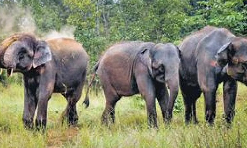 5 காட்டு யானைகள் முகாமிட்டுள்ளதால் ஊழியர்கள் அச்சம்