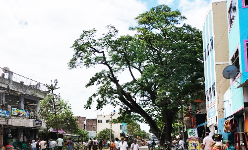 போக்குவரத்திற்கு இடையூறாக இருந்த மரத்தின் கிளைகள் வெட்டி அகற்றம்