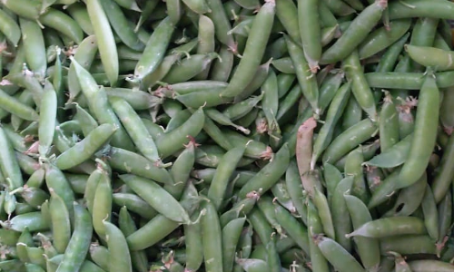 ஊட்டியில் பச்சை பட்டாணி விலை உயர்வு