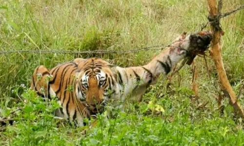 சாலையை கடந்து சென்ற புலி