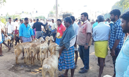 புரட்டாசி மாதத்தையொட்டி   போச்சம்பள்ளி வார சந்தையில் ஆடுகள் விற்பனை மந்தம்-   ஏமாற்றத்துடன் திரும்பிச் சென்ற  விவசாயிகள்