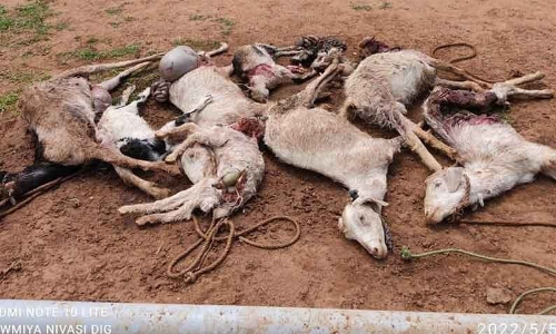 குருபரப்பள்ளி அருகே   மர்ம விலங்கு கடித்து 8 செம்மறி ஆடுகள் பலி