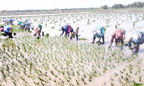 சம்பா, தாளடி நடவு பணிகளில் விவசாயிகள் தீவிரம்