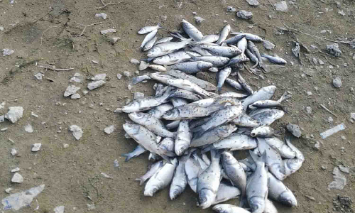 வெள்ளகோவில் குளத்தில் செத்து மிதக்கும் மீன்கள்