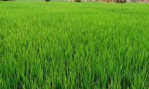 2 லட்சம் ஏக்கரில் சம்பா சாகுபடி