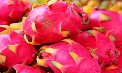 மருத்துவ குணம் நிறைந்த  டிராகன் பழம் சாகுபடி செய்ய ஊக்குவிக்கப்படுமா?