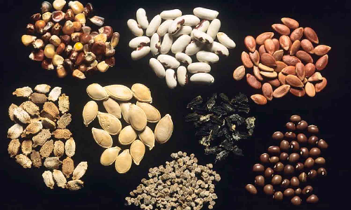 தரத்தை அறிந்து விதைகளை வாங்கி பயன்படுத்த வேண்டும் -   வேளாண் அதிகாரி அறிவுறுத்தல்