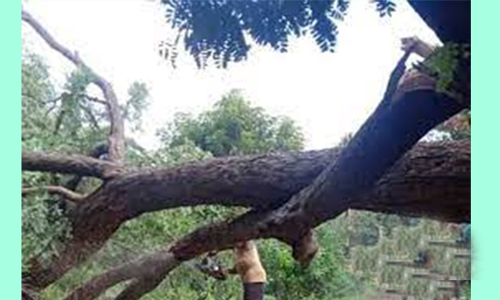 மரக்கிளை முறிந்து விழுந்து வாலிபர் பரிதாப சாவு