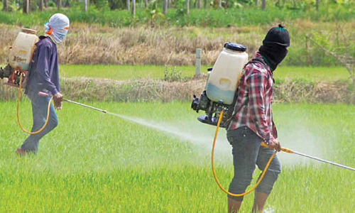 களைக்கொல்லி மருந்தால் கருகிய பயிர்கள்-   இழப்பீடு வழங்க விவசாயிகள் கோரிக்கை