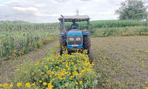 செண்டு மல்லி விலை தொடர்ந்து சரிவு:  செடிகளை டிராக்டர் மூலம் அழித்த விவசாயிகள்-   மலர் வாசம் மறைந்து மண்வாசம் மட்டுமே வீசியது