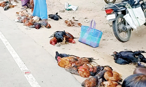 புரட்டாசி மாதத்தை முன்னிட்டு  நாட்டுக்கோழி விலை வீழ்ச்சி