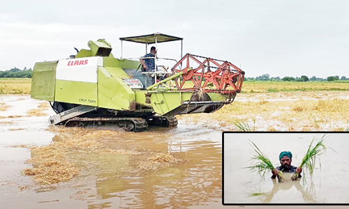ஆயிரக்கணக்கான ஏக்கரில் அறுவடைக்கு தயாரான குறுவை நெற்பயிர்கள் மூழ்கி பாதிப்பு