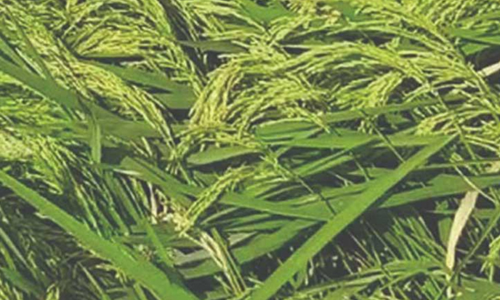 கபிலர்மலை வட்டார விவசாயிகளுக்கு  வடகிழக்கு பருவமழை காலத்துக்கு ஏற்ற நெல் ரகங்கள் குறித்த விழிப்புணர்வு