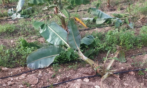 மேட்டுப்பாளையம் அருகே 1000 வாழைகள்- அவரை பயிர்களை சேதப்படுத்திய  யானை, மான்கள் கூட்டம்