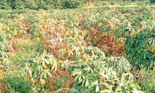 மரவள்ளி மாவு பூச்சிகளை ஒட்டுண்ணி மூலம் கட்டுப்படுத்தலாம்