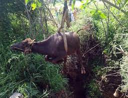 கிணற்றில் விழுந்த எருமை மாடு உயிருடன் மீட்பு