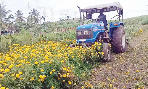 போதிய விலை கிடைக்காததால் விரக்தி- செண்டுமல்லி பூச்செடிகளை டிராக்டரால் அழித்த விவசாயிகள்