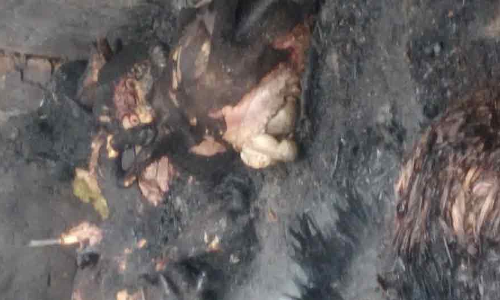 கொட்டகை தீ பிடித்து எரிந்து 30 ஆடுகள் பலி