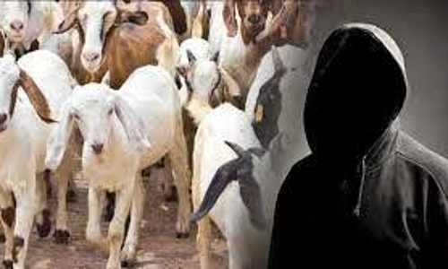 திருவெண்ணைநல்லூர் அருகே  கொட்டகையில் அடைக்கப்பட்ட  15 ஆடுகளை திருடிய கும்பல்