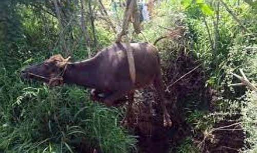 கிணற்றில் விழுந்த எருமை மாடு உயிருடன் மீட்பு