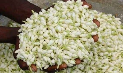 மல்லிகைப்பூ விலை கிலோ ரூ.300 ஆக சரிவு