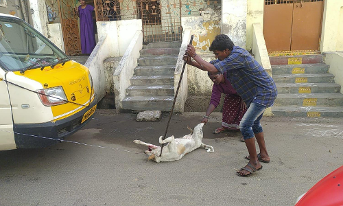 வேலூரில் நாய்களை கொன்று பிடிப்பதாக வீடியோ வதந்தி