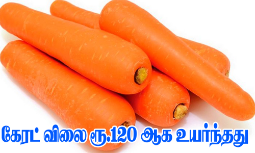 திருமண முகூர்த்தம், பண்டிகையை முன்னிட்டு சந்தைகளில் கேரட் விலை ரூ.120 ஆக உயர்ந்தது