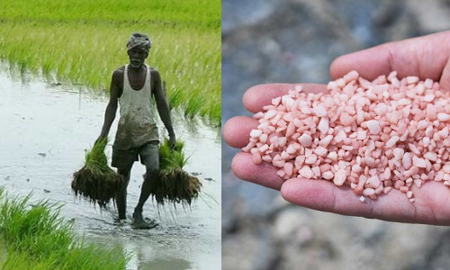 விவசாயிகளுக்கு பொட்டாஷ் உரம் தட்டுபாடின்றி கிடைக்க மத்திய அரசு நடவடிக்கை