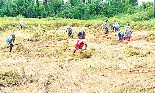கனமழையால் நெற்பயிர்கள் சேதம்; நிவாரணம் வழங்க விவசாயிகள் கோரிக்கை