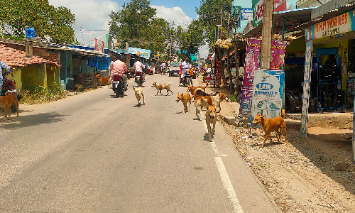 சூளகிரி சுற்று வட்டாரங்களில்  நாய்கள் தொல்லை அதிகரிப்பு