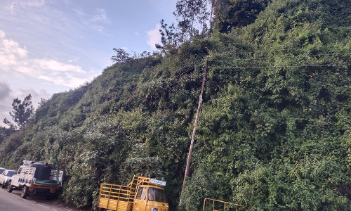 மின்கம்பங்களில் படர்ந்திருக்கும் செடி, கொடிகள்