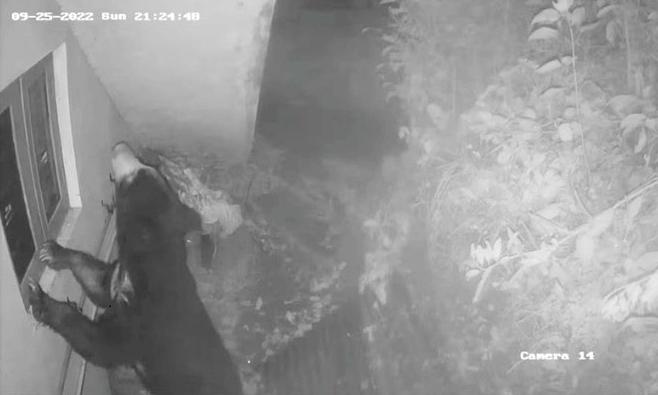 குன்னூரில் தொழிற்சாலைக்குள் ஏறி குதித்து சாக்லெட்டுகளை ருசித்த கரடி குன்னூரில் தொழிற்சாலைக்குள் ஏறி குதித்து சாக்லெட்டுகளை ருசித்த கரடி