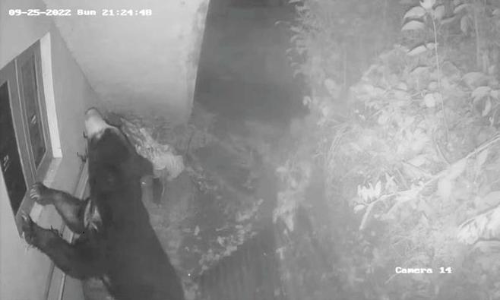 குன்னூரில் தொழிற்சாலைக்குள் ஏறி குதித்து சாக்லெட்டுகளை ருசித்த கரடி