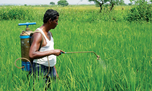 தாவர பூச்சிக்கொல்லி மருந்துகளை பயன்படுத்த  விவசாயிகளுக்கு ஆலோசனை