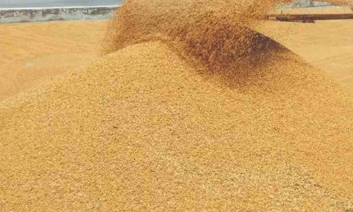 திருப்பூர் மாவட்டத்தில் நாளை 2 இடங்களில் நெல் கொள்முதல் நிலையங்கள் திறப்பு