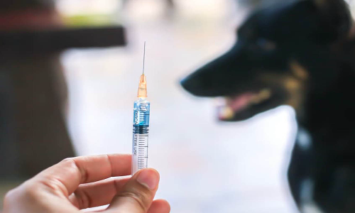 வெறிநாய் கடித்தால்  தடுப்பூசி செலுத்தி கொள்ள வேண்டும் மருத்துவக்கல்லூரி பேராசிரியர் அறிவுறுத்தல்