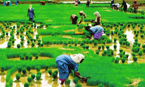 அனைத்து திட்டப்பலன்களும் இணையவழியில் பதிவு செய்யும் விவசாயிகளுக்கே வழங்கப்படும் - கலெக்டர் அறிவிப்பு