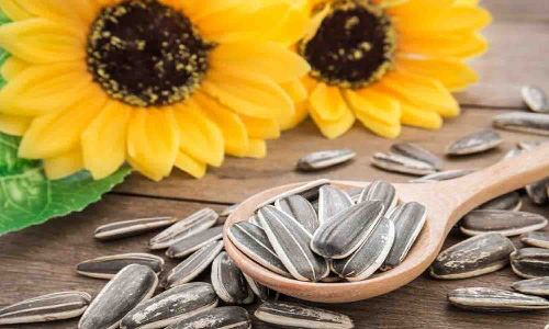 வெள்ளகோவிலில் ரூ.44 லட்சத்திற்கு சூரியகாந்தி விதை ஏலம்