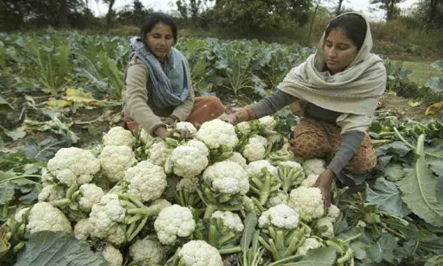 காலிபிளவர் சாகுபடியில் விவசாயிகள் ஆர்வம்