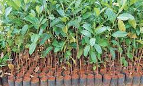 கபிலர்மலை வட்டார விவசாயிகளுக்கு  பாரம்பரிய விதை நெல், தேக்கு மரக்கன்றுகள் வழங்கல்