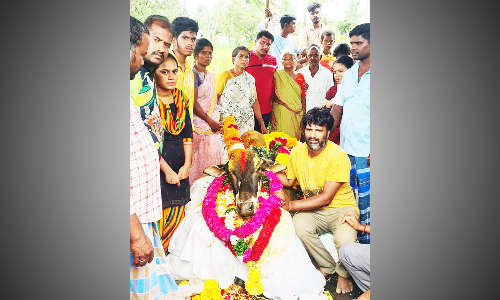 நூற்றுக்கணக்கான பரிசுகள் வென்ற ஜான் சீனா காளை சாவு