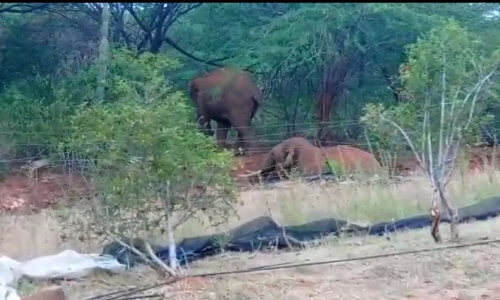 மேட்டுப்பாளையம் அருகே பாக்கு, தென்னை மரங்களை சேதப்படுத்திய காட்டு யானைகள் கூட்டம்