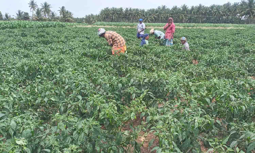 பச்சை மிளகாய் விலை சரிவு