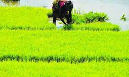 திருச்சி மாவட்டத்தில் 50 ஆயிரம் எக்டேரில் சம்பா சாகுபடி செய்ய முயற்சி